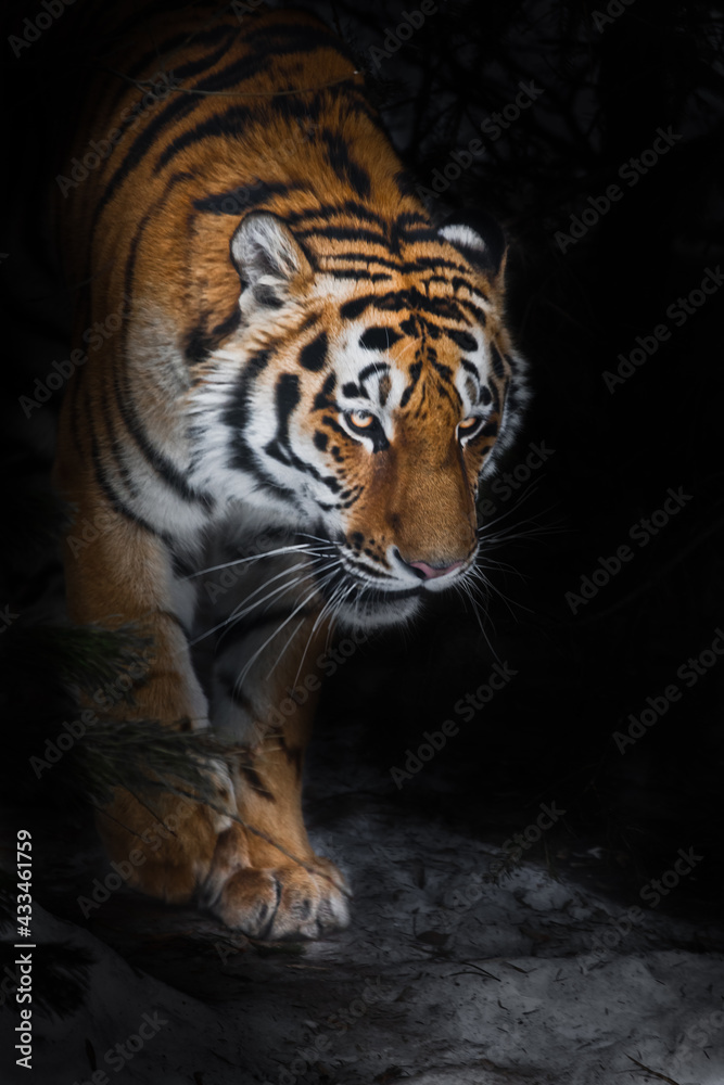 Obraz premium The Amur tiger comes out of the winter forest in the dark close-up, power and danger