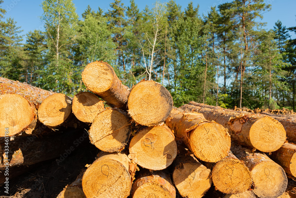 Pine tree felling in the forest, stacked trunks of cut trees. Uncontrolled deforestation. Pine tree felling in the forest, stacked trunks of cut trees. Uncontrolled deforestation.