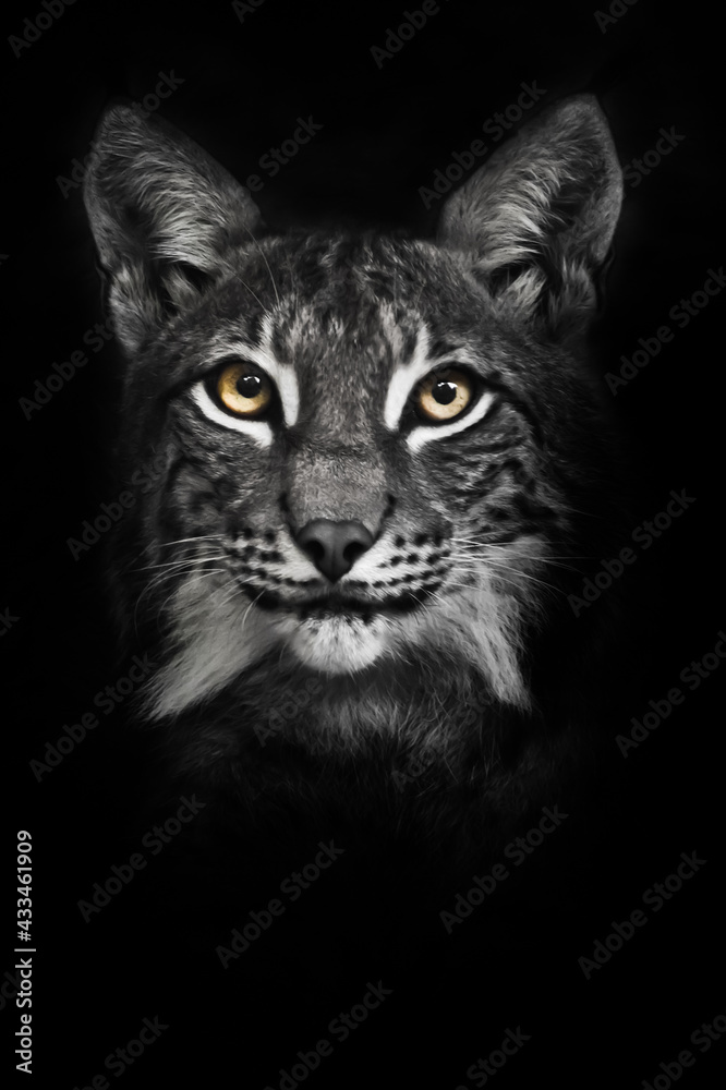 Obraz premium Calm look of yellow eyes of a bearded cat lynx, a symbol of calm confidence black isolated muzzle full face