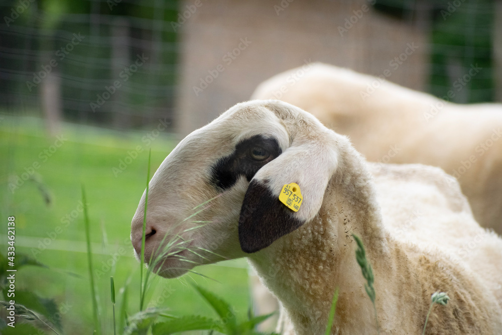 Fototapeta premium portrait of a white sheep