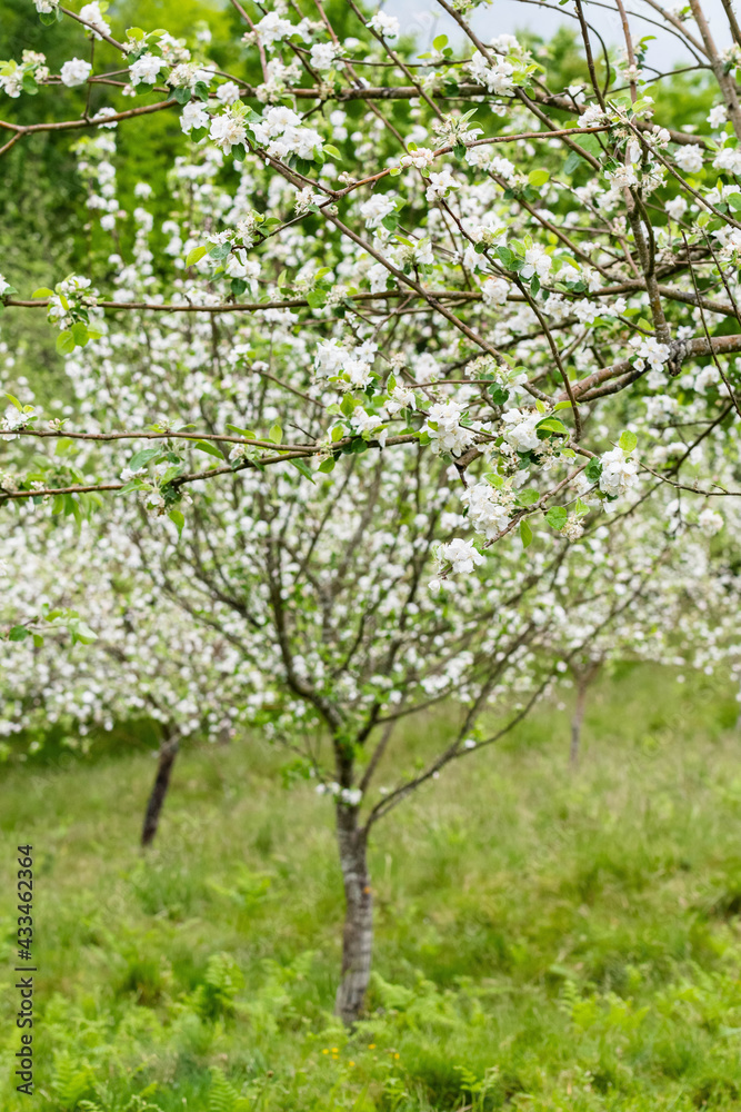 Fototapeta premium Breathtaking blossoming apple orchard on the foggy mountains