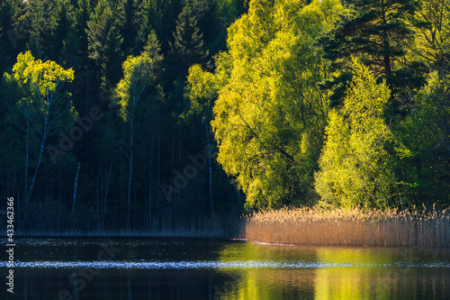 Beautiful sunlight on the trees by a lake with dark background