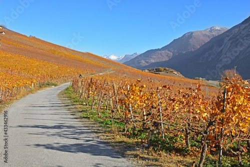 Fototapeta Vineyards in the Fall