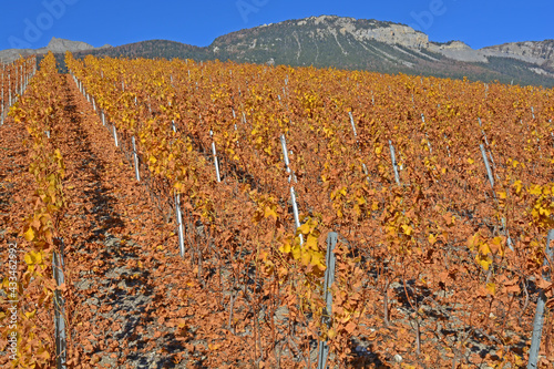 Fototapeta Vineyards in the Fall