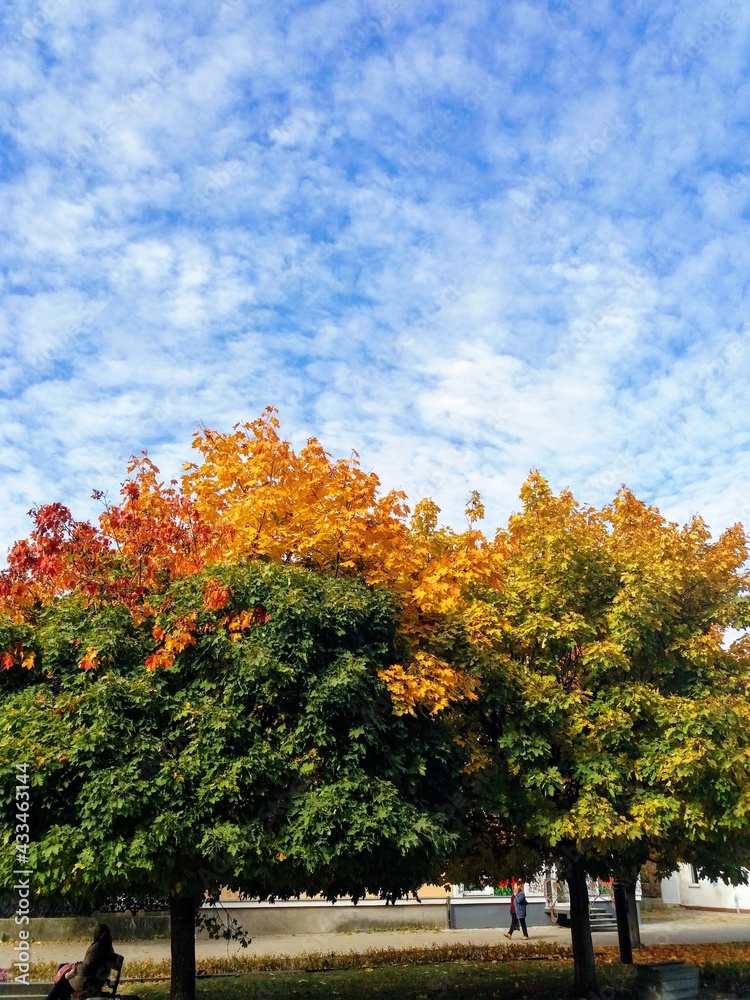 Naklejka premium autumn in the city