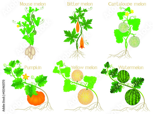 Set of melon plants with roots on a white background.
