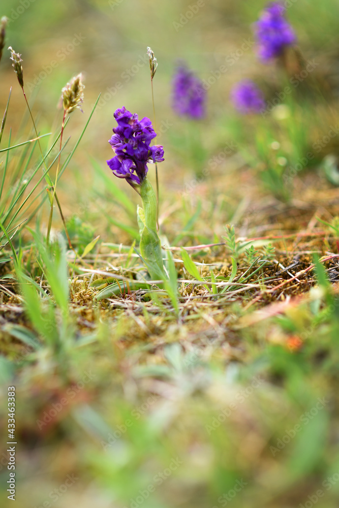Green-winged Orchid (Anacamptis morio), wild orchids in the meadow, Czech republic, Europe. Green-winged Orchid (Anacamptis morio), wild orchids in the meadow, Czech republic, Europe.