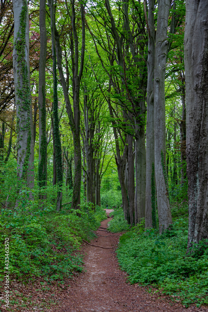 Fototapeta premium A footpath within the forests in the rolling hills of South Limburg. This herb spreads a specific aroma in the woods creating a special atmosphere.