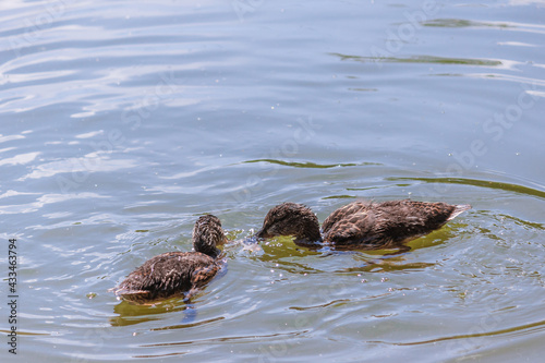 Little ducklings swim in water on a warm day. Beautiful ducks in the park