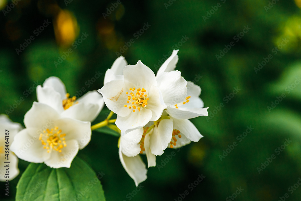 Obraz premium Beautiful white jasmine blossom flowers in spring time. Background with flowering jasmin bush. Inspirational natural floral spring blooming garden or park. Flower art design. Aromatherapy concept.