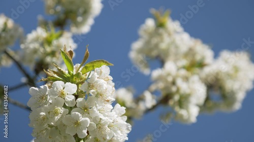 Honey Bees Working on Cherry Tree, 4k