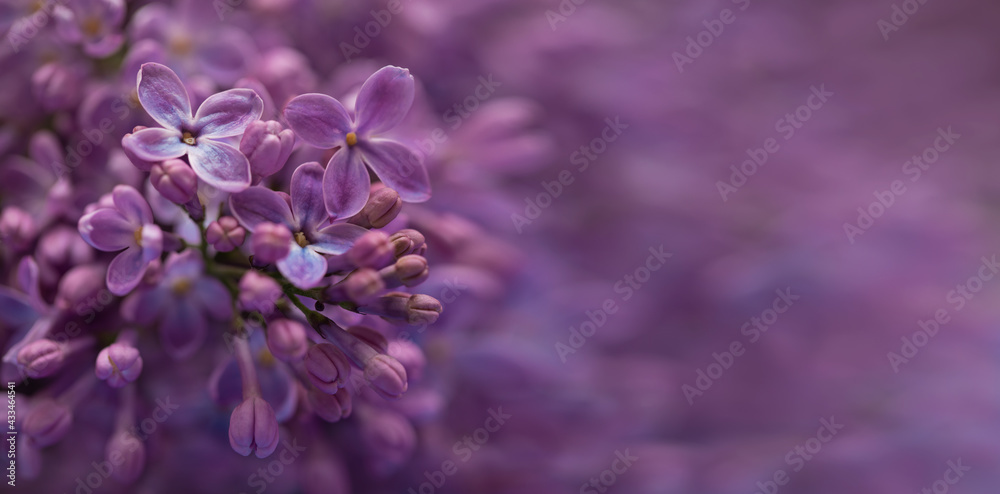 purple lilac flowers blossom in garden purple lilac flowers blossom in garden
