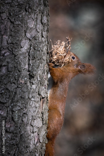 grey squirrel eating nut © scimmery1