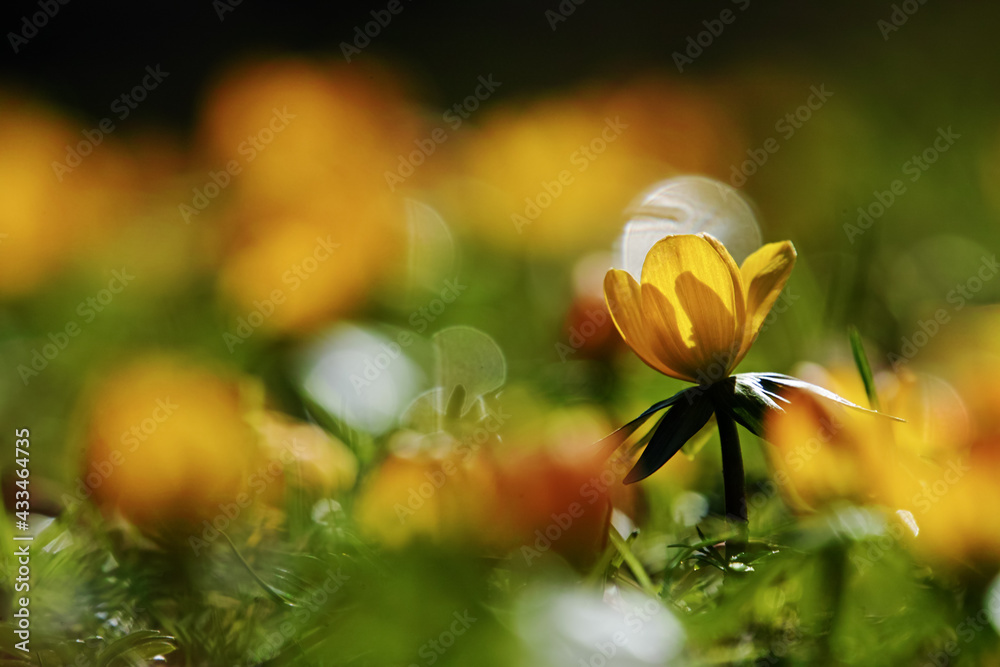 Fototapeta premium winter aconite, yellow early blossom in spring