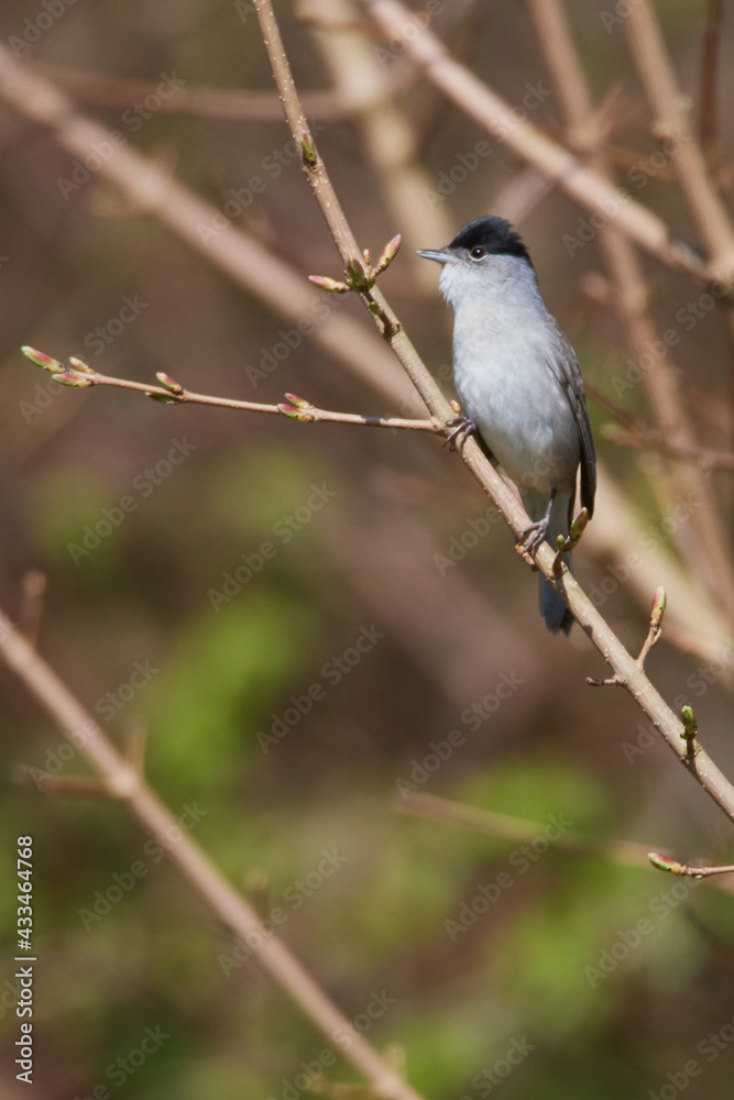 Männchen der Mönchsgrasmücke (Sylvia atricapilla) Männchen der Mönchsgrasmücke (Sylvia atricapilla)