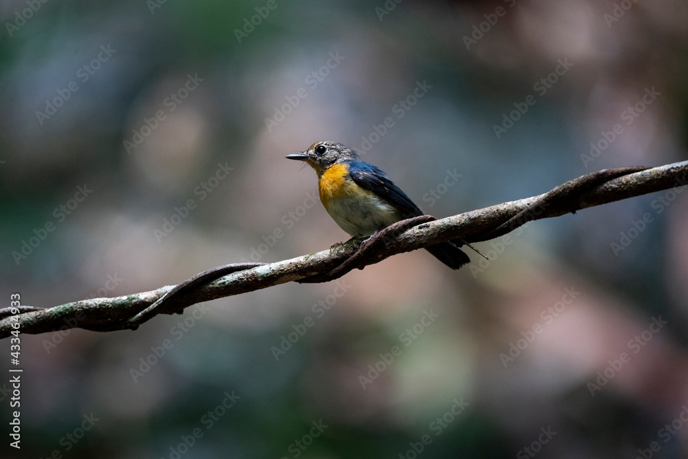 Tickell 's Blue Flycatcher