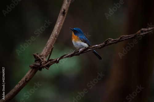 Tickell 's Blue Flycatcher © pichaitun