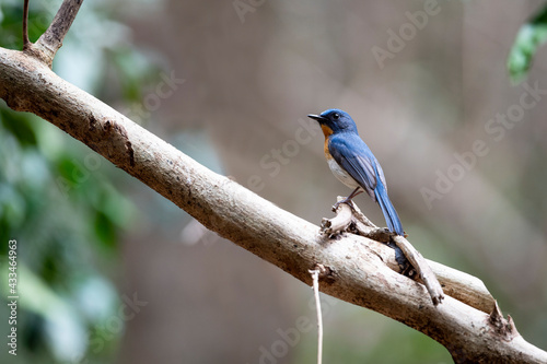 Tickell 's Blue Flycatcher © pichaitun