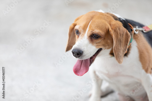 close up female dog and stick tongue out