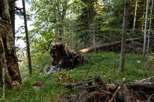 Overthrown tree in the forest. Tara mountain in western Serbia. Viewpoint Biljeska stena