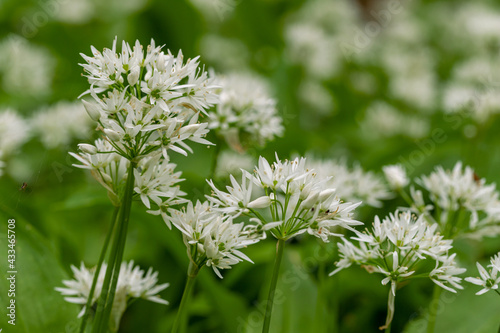 Wild bear leek (latin: Allium ursinum) growing in the forests in the rolling hills of South Limburg. This herb spreads a specific aroma in the woods creating a special atmosphere.