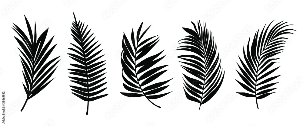 Beautiful palm tree leaf set silhouette background vector illustration 