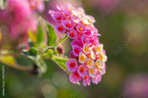 Foto Small pink and white flowers Lantana Camara