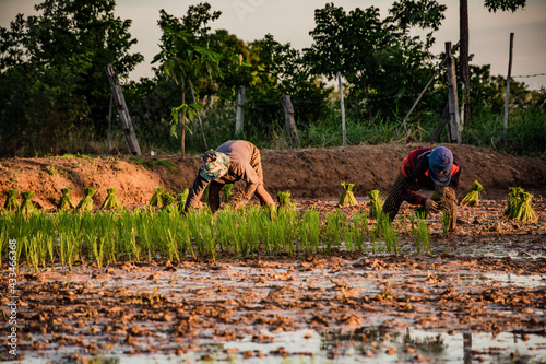 Farmers are farming in Thailand