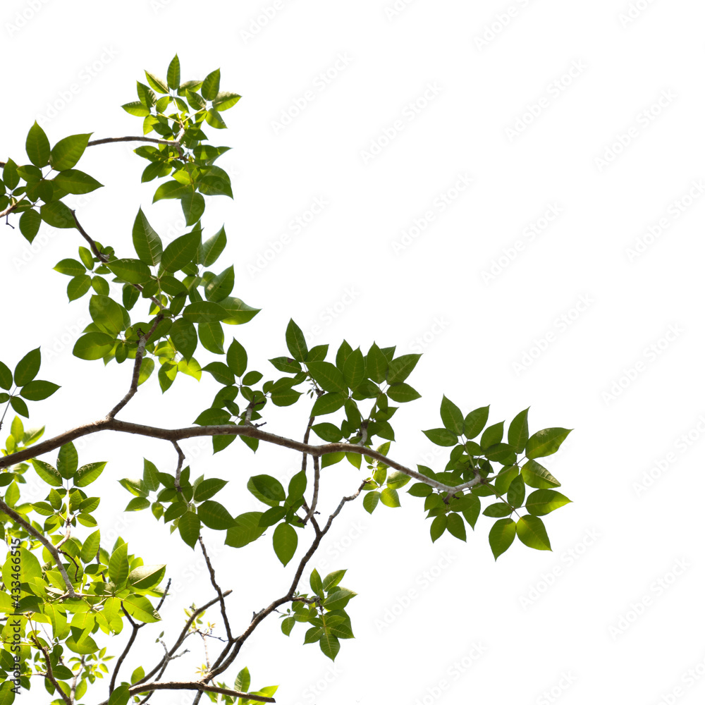 Green tree branch isolated on white background , nature background Green tree branch isolated on white background , nature background