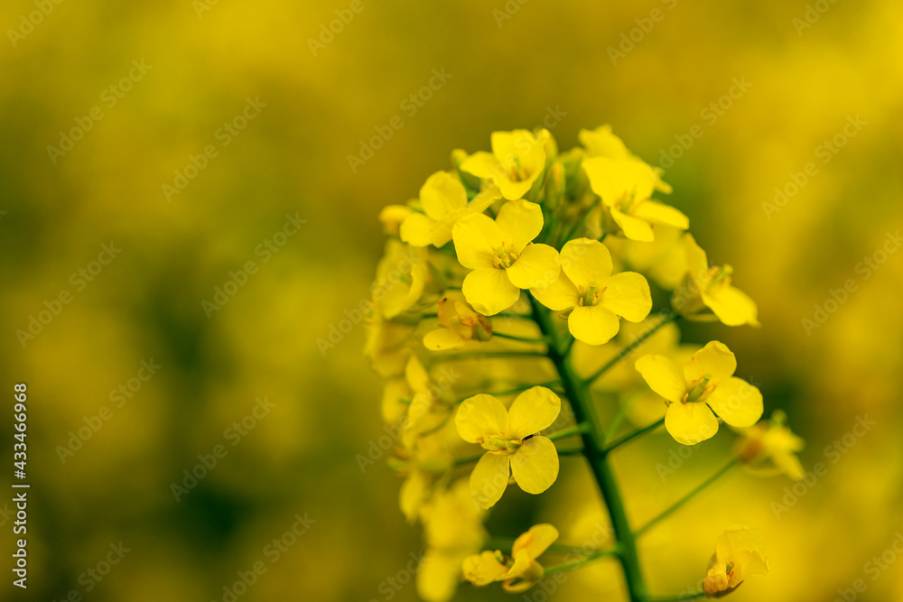 Close up of a bright-yellow flowering Rapeseed, which is a member of the family Brassicaceae, cultivated mainly for its oil-rich seed, which naturally contains appreciable amounts of erucic acid. Close up of a bright-yellow flowering Rapeseed, which is a member of the family Brassicaceae, cultivated mainly for its oil-rich seed, which naturally contains appreciable amounts of erucic acid.