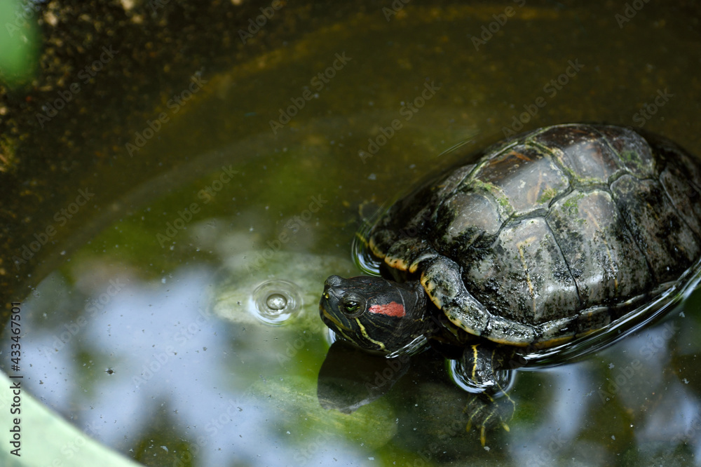 Turtle Turtle