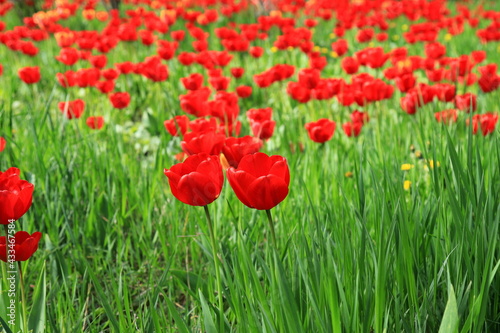 Flowers red tulips blooming on a background of flowers in a field of tulips, close-up