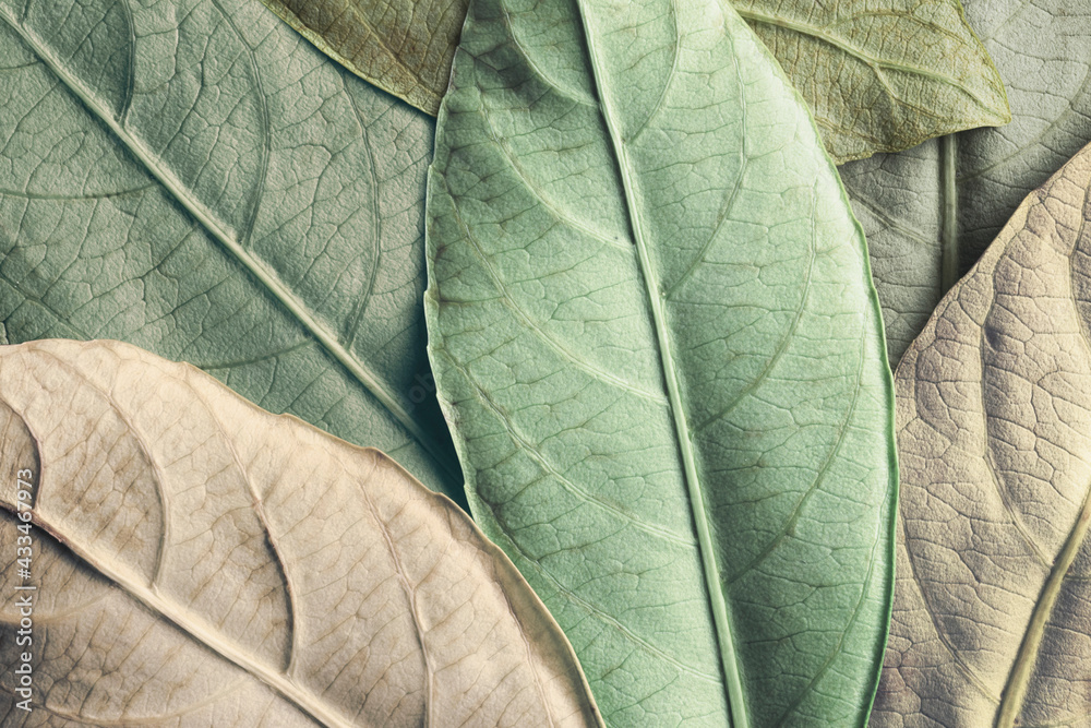 Obraz premium Macro colorful leaves, texture background