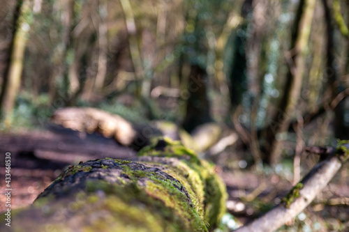 Overgrown woodland in the UK