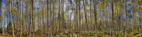 Panorama of birch forest on the mountain in autumn.