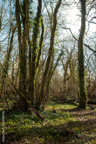 Overgrown woodland in the UK © Zygimantas