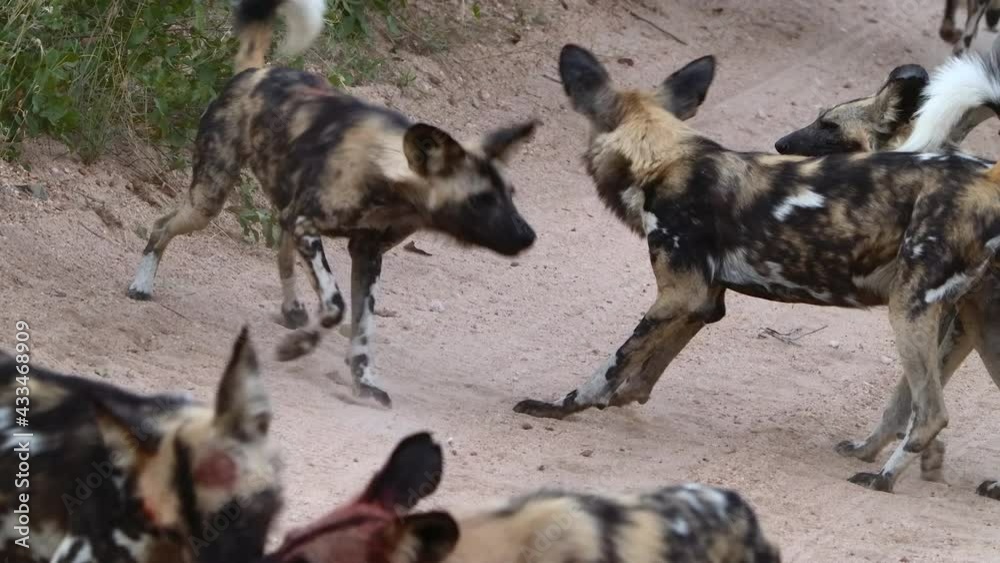 Medium shot of a pack of African Wild Dogs greeting each other after a hunt, bloody faces in slow motion, Greater Kruger. Medium shot of a pack of African Wild Dogs greeting each other after a hunt, bloody faces in slow motion, Greater Kruger.