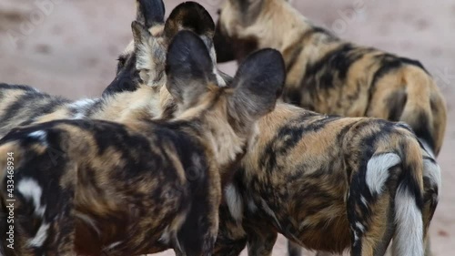 Medium shot of a Wild Dog walking up to a pack member and licking its face, Greater Kruger.