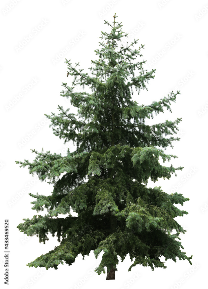 Beautiful evergreen fir tree on white background Beautiful evergreen fir tree on white background
