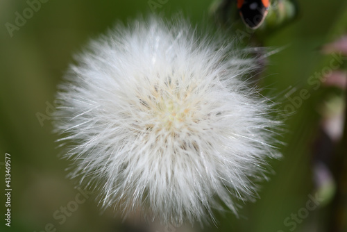 macro de fleur de pissenlit