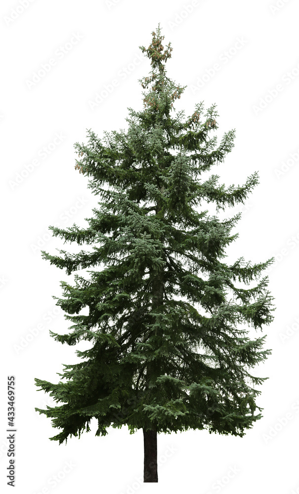 Beautiful evergreen fir tree on white background