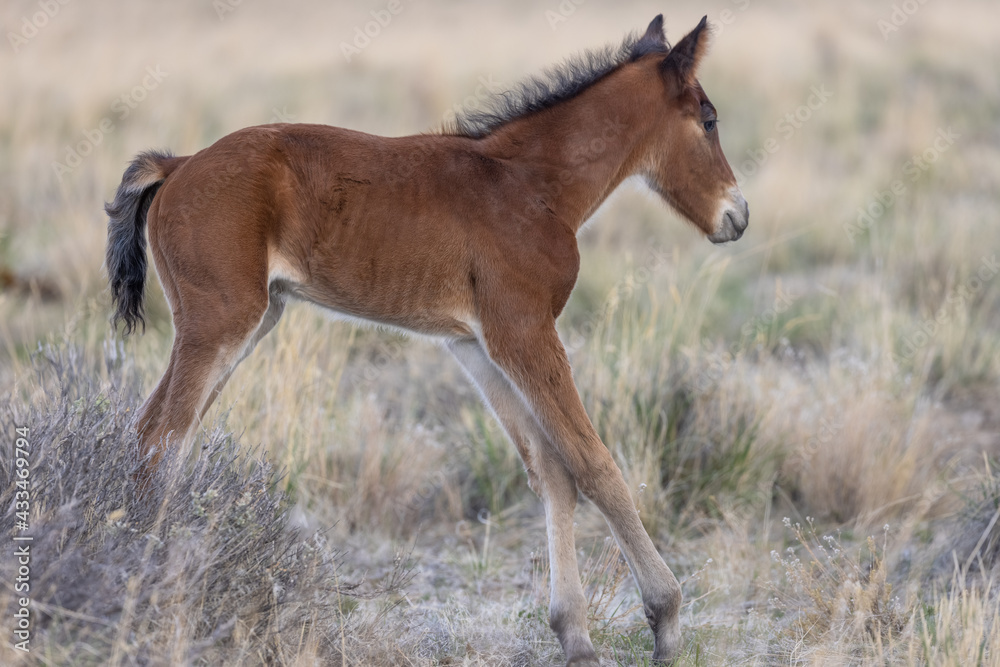 Cute Wild Horse Foal in the Utah Desert Cute Wild Horse Foal in the Utah Desert