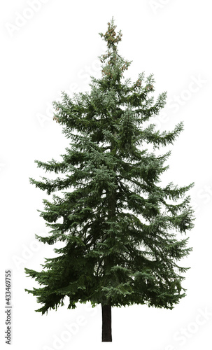 Beautiful evergreen fir tree on white background