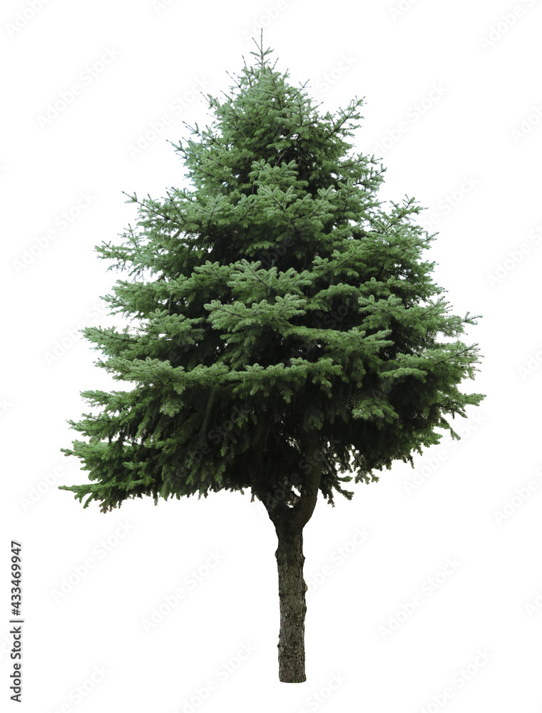 Beautiful evergreen fir tree on white background Beautiful evergreen fir tree on white background