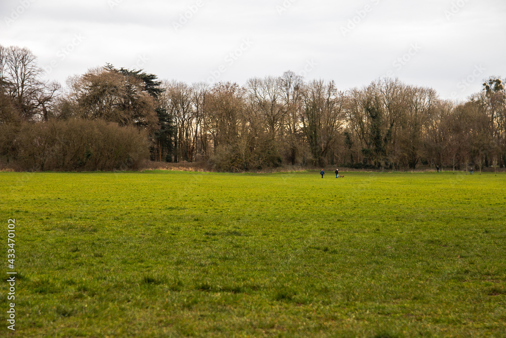 Meadow in a park, UK