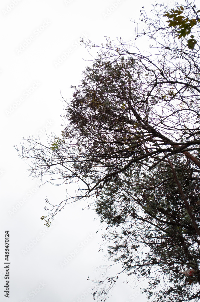 Bare tree branches for double exposure
