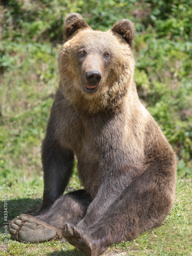  bear sits in a clearing on the background of the forest