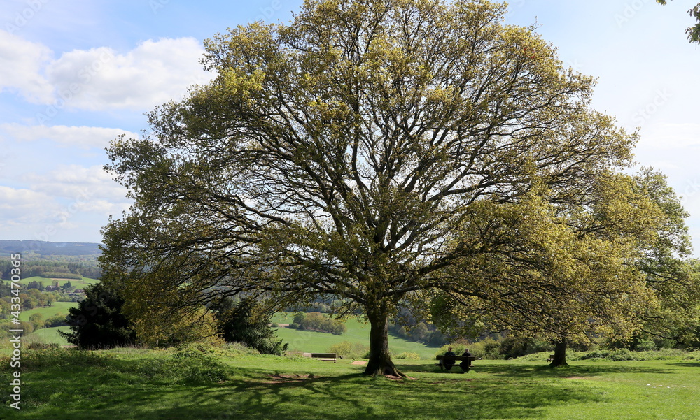 Obraz premium Newlands Oak