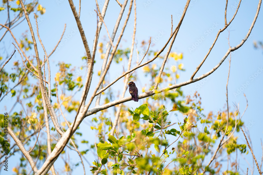 Obraz premium Violet Cuckoo