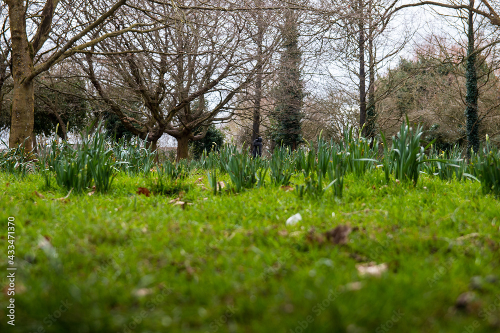 Meadow in a Snuff Mills Park, Bristol, UK Meadow in a Snuff Mills Park, Bristol, UK